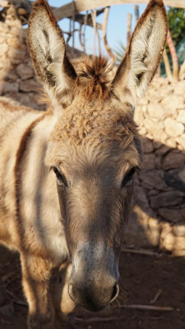 فندق Teepee Barranco تيندايا المظهر الخارجي الصورة